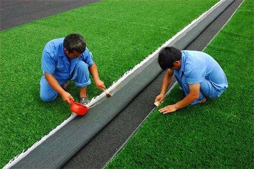 Proses Dan Langkah Berjaga-jaga Menanam Sod