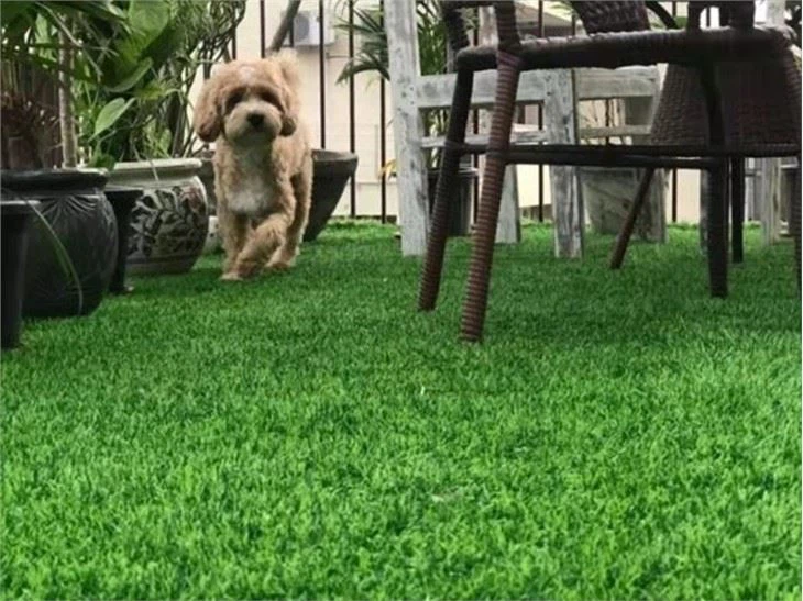 pet grass